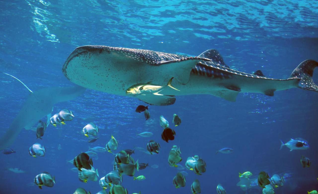Dharavandhoo Stay Esterno foto